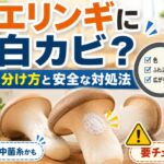 エリンギに白カビが生えた時の見分け方と安全な対処法