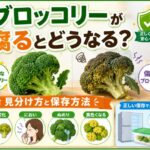 ブロッコリーが腐るとどうなる？見分け方と保存方法を解説