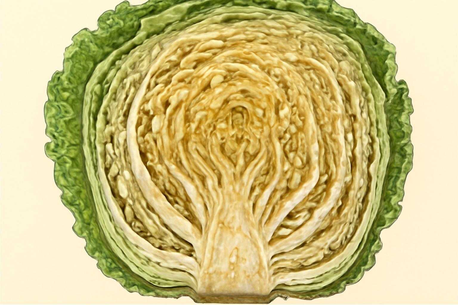 白菜の断面から発生している酸っぱい臭いを表現した画像