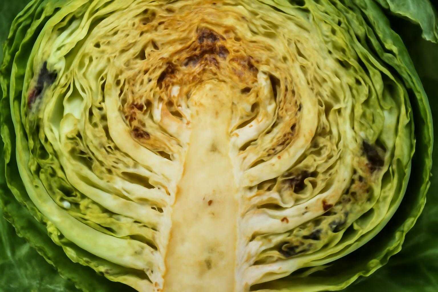 キャベツの断面に黒い点が付着している様子を示した接写写真