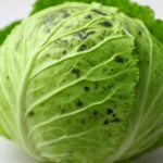 キャベツの黒い点は食べられる？原因と危険な見分け方をわかりやすく解説