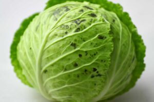 キャベツの黒い点は食べられる？原因と危険な見分け方をわかりやすく解説